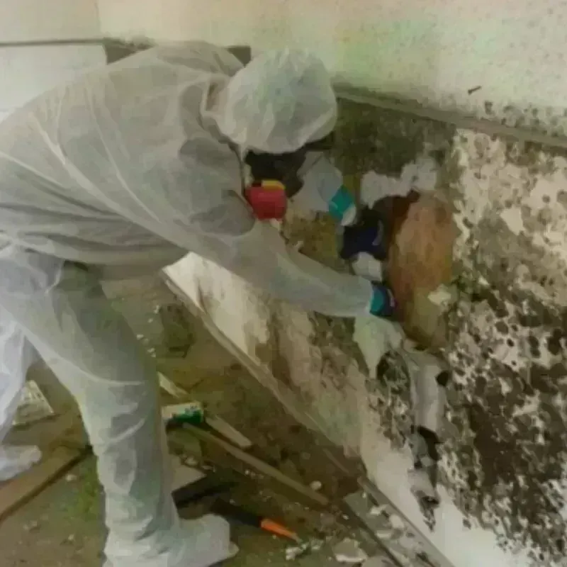 Mold Remediation and Removal in Hamtramck, MI